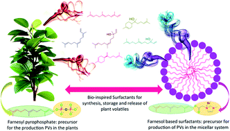 Graphical abstract: Bio-inspired surfactants capable of generating plant volatiles