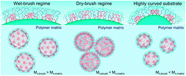 Graphical abstract: Environmentally responsive self-assembly of mixed poly(tert-butyl acrylate)–polystyrene brush-grafted silica nanoparticles in selective polymer matrices