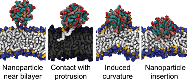 Graphical abstract: Pathway for insertion of amphiphilic nanoparticles into defect-free lipid bilayers from atomistic molecular dynamics simulations