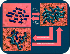 Graphical abstract: Structural bases for mechano-responsive properties in molecular gels of (R)-12-hydroxy-N-(ω-hydroxyalkyl)octadecanamides. Rates of formation and responses to destructive strain