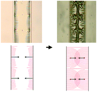 Graphical abstract: Self-organized wrinkling patterns of a liquid crystalline polymer in surface wetting confinement