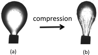 Graphical abstract: Films of bacteria at interfaces: three stages of behaviour