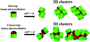 Graphical abstract: Three-dimensional clustering of Janus cylinders by convex curvature and hydrophobic interactions