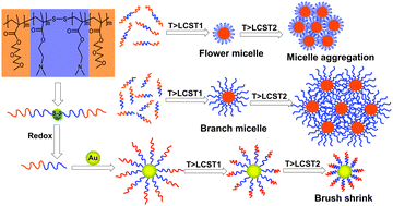 Graphical abstract: From multi-responsive tri- and diblock copolymers to diblock-copolymer-decorated gold nanoparticles: the effect of architecture on micellization behaviors in aqueous solutions