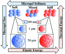 Graphical abstract: Counter-effect of Brownian and elastic forces on the liquid-to-solid transition of microgel suspensions