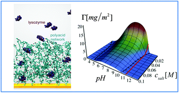 Graphical abstract: Lysozyme adsorption in pH-responsive hydrogel thin-films: the non-trivial role of acid–base equilibrium