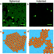 Graphical abstract: Self-assembly and crystallisation of indented colloids at a planar wall