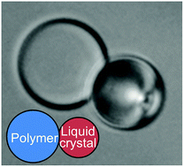 Graphical abstract: Liquid crystal Janus emulsion droplets: preparation, tumbling, and swimming