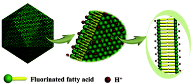Graphical abstract: Faceted fatty acid vesicles formed from single-tailed perfluorinated surfactants