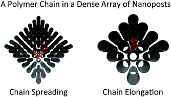 Graphical abstract: Confinement and partitioning of a single polymer chain in a dense array of nanoposts