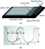 Graphical abstract: A geometric model for the periodic undulation of a confined adhesive crack