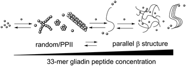 Graphical abstract: Self-assembly of 33-mer gliadin peptide oligomers