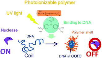 Graphical abstract: Photoinduced conformational changes in DNA by poly(vinyl alcohol) carrying a malachite green moiety for protecting DNA against attack by nuclease