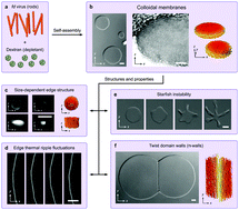 Graphical abstract: Entropic forces stabilize diverse emergent structures in colloidal membranes