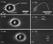 Graphical abstract: Bacterial transport of colloids in liquid crystalline environments