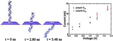 Graphical abstract: DNA translocation through single-layer boron nitride nanopores