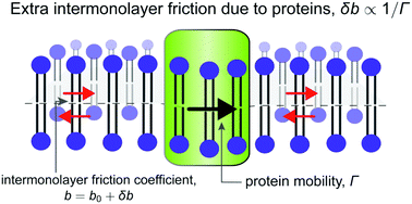 Graphical abstract: Hydrodynamics of bilayer membranes with diffusing transmembrane proteins