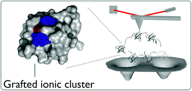 Graphical abstract: Tuning protein mechanics through an ionic cluster graft from an extremophilic protein