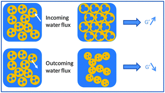Graphical abstract: Water fluxes and encapsulation efficiency in double emulsions: impact of emulsification and osmotic pressure unbalance