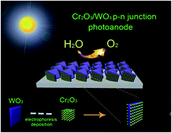 Graphical abstract: A nanostructured chromium(iii) oxide/tungsten(vi) oxide p–n junction photoanode toward enhanced efficiency for water oxidation