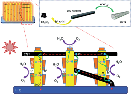 Graphical abstract: Hierarchical nanowire arrays based on carbon nanotubes and Co3O4 decorated ZnO for enhanced photoelectrochemical water oxidation
