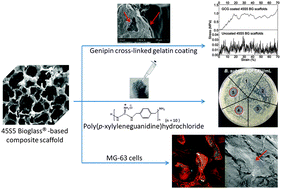 Graphical abstract: Antibacterial 45S5 Bioglass®-based scaffolds reinforced with genipin cross-linked gelatin for bone tissue engineering