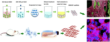 Graphical abstract: Delivery of demineralized bone matrix powder using a salt-leached silk fibroin carrier for bone regeneration