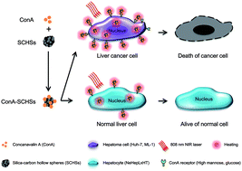 Graphical abstract: The photothermal effect of silica–carbon hollow sphere–concanavalin A on liver cancer cells