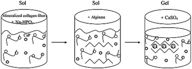 Graphical abstract: Synthesis and characterization of a novel injectable alginate–collagen–hydroxyapatite hydrogel for bone tissue regeneration