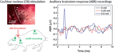 Graphical abstract: Conducting polymer electrodes for auditory brainstem implants