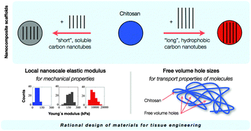 Graphical abstract: Sub-nanoscale free volume and local elastic modulus of chitosan–carbon nanotube biomimetic nanocomposite scaffold-materials