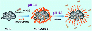 Graphical abstract: A proton-responsive ensemble using mesocellular foam supports capped with N,O-carboxymethyl chitosan for controlled release of bioactive proteins