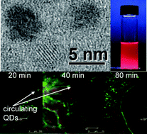 Graphical abstract: A toolkit for bioimaging using near-infrared AgInS2/ZnS quantum dots