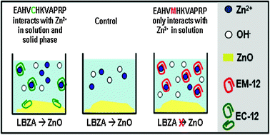 Graphical abstract: Peptide-directed crystal growth modification in the formation of ZnO