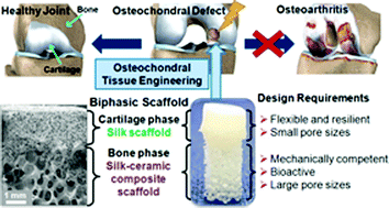 Graphical abstract: A biphasic scaffold based on silk and bioactive ceramic with stratified properties for osteochondral tissue regeneration