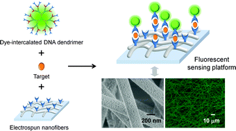 Graphical abstract: Integrating dye-intercalated DNA dendrimers with electrospun nanofibers: a new fluorescent sensing platform for nucleic acids, proteins, and cells