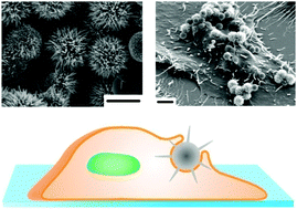 Graphical abstract: Fabrication of sub-cell size “spiky” nanoparticles and their interfaces with biological cells
