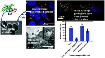 Graphical abstract: Intracellular delivery of BSA by phosphonate@silica nanoparticles