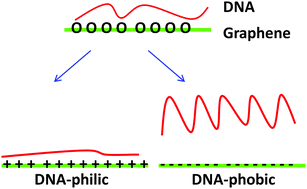 Graphical abstract: Charge-tunable absorption behavior of DNA on graphene