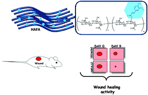 Graphical abstract: Wound healing properties of hyaluronan derivatives bearing ferulate residues