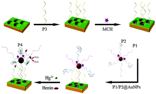 Graphical abstract: An electrochemical sensing strategy based on a three dimensional ordered macroporous polyaniline–platinum platform and a mercury(ii) ion-mediated DNAzyme functionalized nanolabel