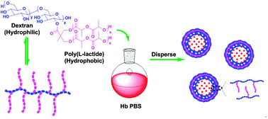 Graphical abstract: Biodegradable dextran vesicles for effective haemoglobin encapsulation