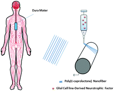 Graphical abstract: Development of a glial cell-derived neurotrophic factor-releasing artificial dura for neural tissue engineering applications