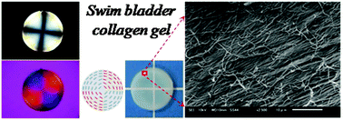 Graphical abstract: Swim bladder collagen forms hydrogel with macroscopic superstructure by diffusion induced fast gelation