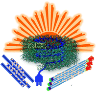 Graphical abstract: Viral nano-hybrids for innovative energy conversion and storage schemes