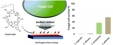 Graphical abstract: Surface coatings with covalently attached caspofungin are effective in eliminating fungal pathogens