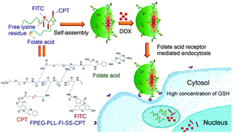 Graphical abstract: A multifunctional PEG–PLL drug conjugate forming redox-responsive nanoparticles for intracellular drug delivery