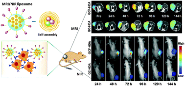 Graphical abstract: A bimodal MRI and NIR liposome nanoprobe for tumor targeted molecular imaging