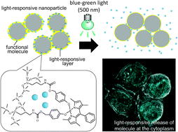 Graphical abstract: Spatiotemporal activation of molecules within cells using silica nanoparticles responsive to blue-green light