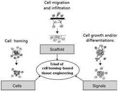 Graphical abstract: Understanding cell homing-based tissue regeneration from the perspective of materials